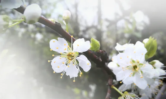 春天 草地 桃花 梨花 渐变透明 元素5免抠背景场景背景元素