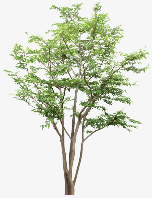 树枝 树木 树干 大树 树免抠
