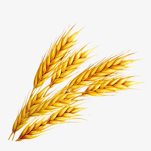 麦穗免抠
