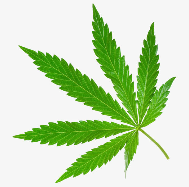 一片大麻叶子免抠