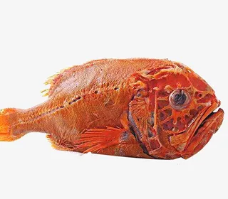 立着的长寿鱼免抠图免抠