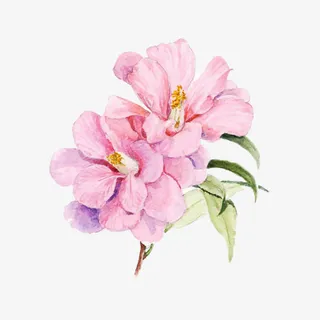 手绘木芙蓉图片素材免抠