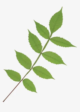 长条树叶树枝免抠