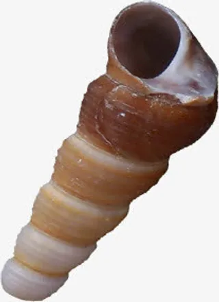 摄影沙滩夏日海螺贝壳免抠