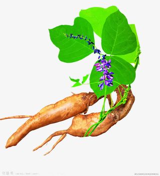 葛根免抠
