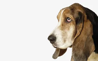 狗狗之巴塞特猎犬免抠