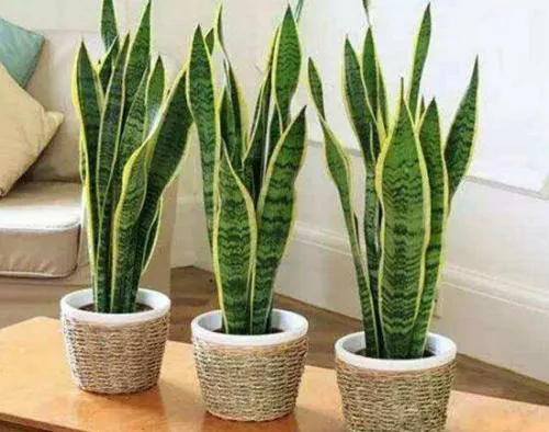 多盆居室虎皮兰免抠