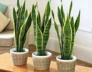 多盆居室虎皮兰免抠