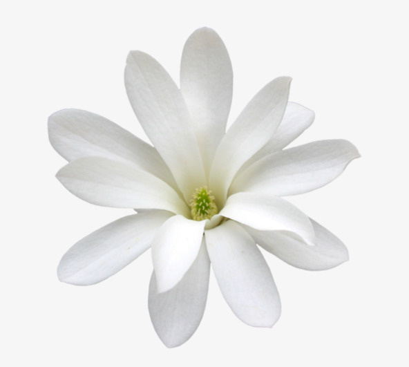 白色茉莉免抠