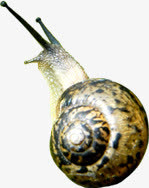 春天高清蜗牛装饰免抠装饰动物元素