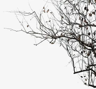 黑色干枯的树枝装饰免抠