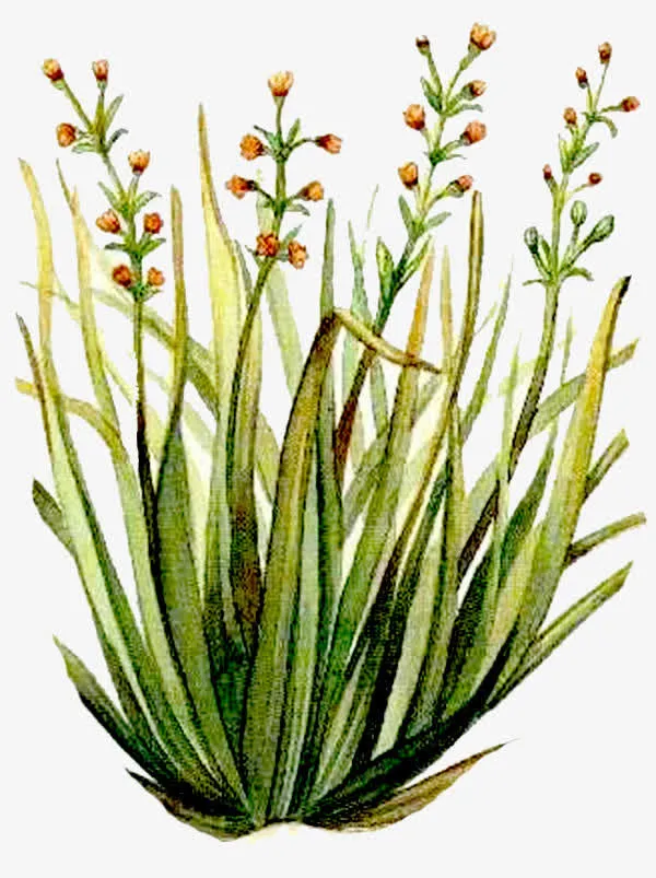 成熟水仙花免抠