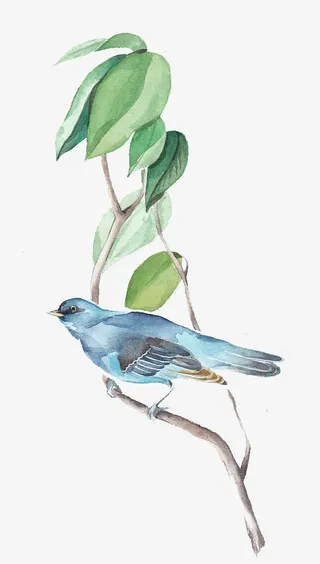 水彩装饰插图树枝叶与小鸟免抠