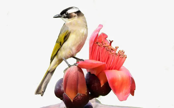 花上的白头翁免抠