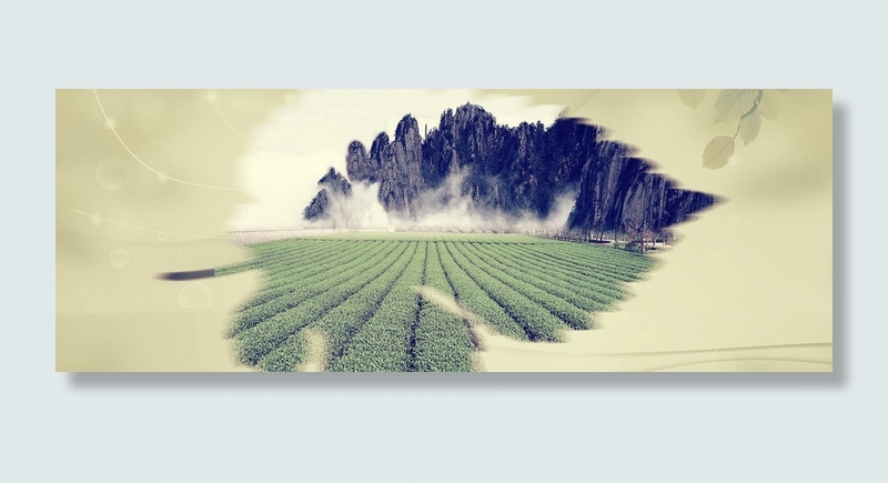 山间茶园背景高清