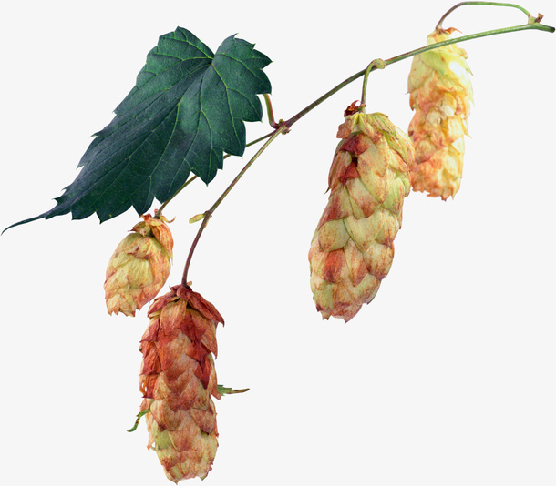 花卉图片素材花草线描免抠