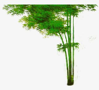 一丛竹林免抠