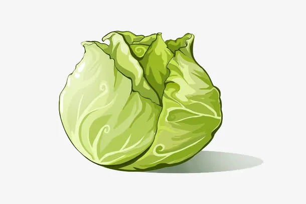甘蓝插画免抠