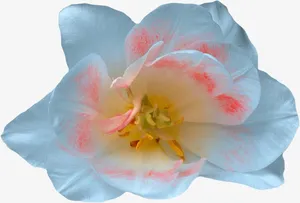 白色花朵免抠