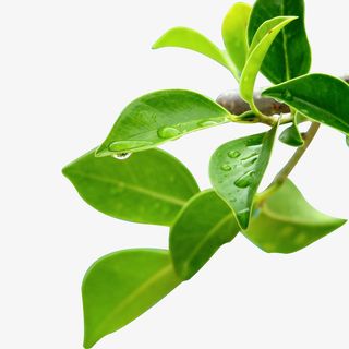 绿色树枝植物树叶免抠