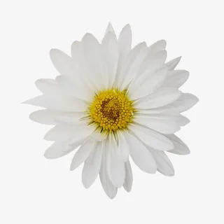 手绘鲜花素材花卉免抠