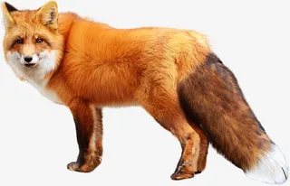 狐狸透明PNG免抠图免抠