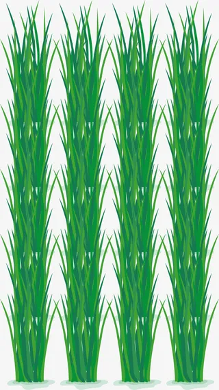 绿色春季种植插秧免抠