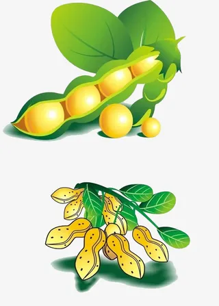 黄豆和花生免抠