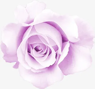 紫色玫瑰花免抠