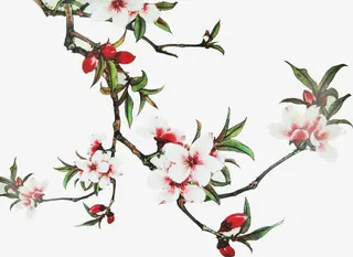 一枝杏花免抠