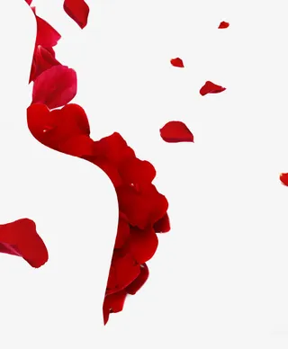 玫瑰花瓣拼凑S型线条免抠