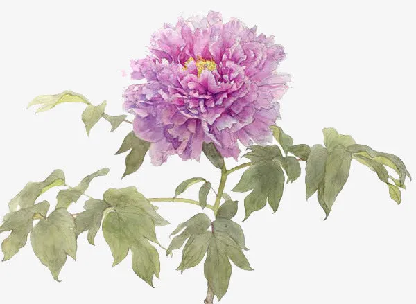 蓝色牡丹花春天的花朵免抠