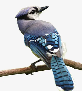 麻雀-站在枝头回首免抠