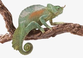 爬宠变色龙四脚蛇蜥蜴蜘蛛蝎子乌免抠