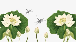 清新淡雅荷花素材免抠