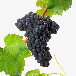 美味缤纷美食葡萄叶藤免抠图免抠