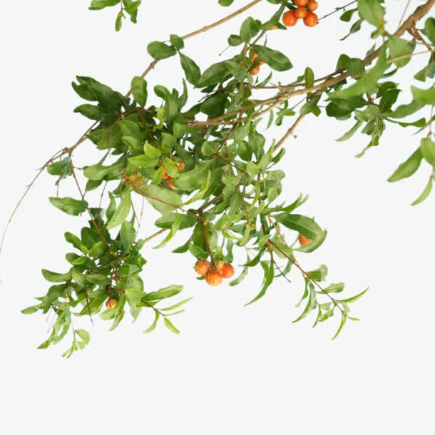 绿色高清树叶水果免抠