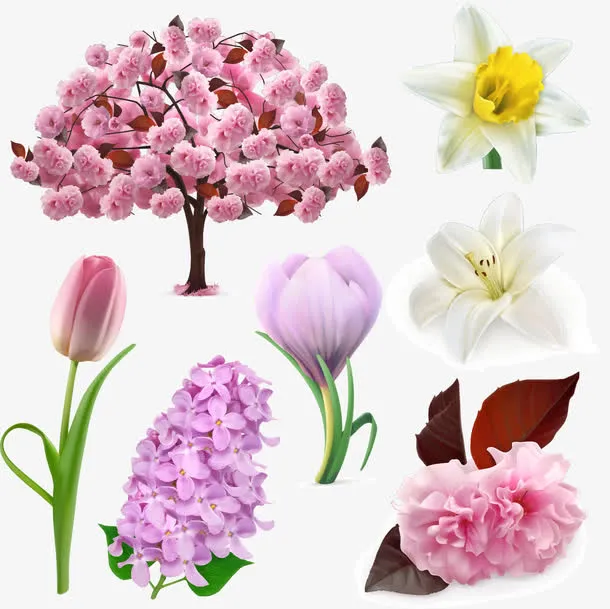 花朵元素免抠