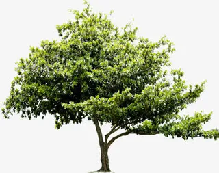 美化公园春天植物大树免抠