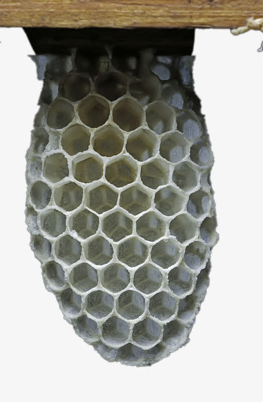 蜂窝免抠