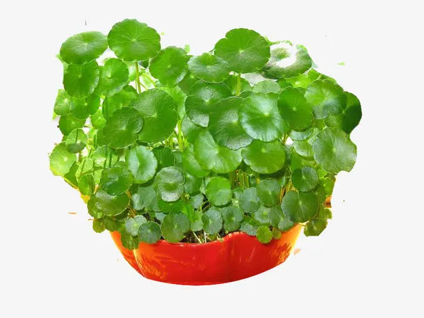 积雪草功效免抠