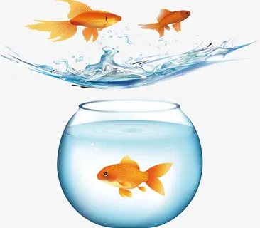 观光金鱼免抠