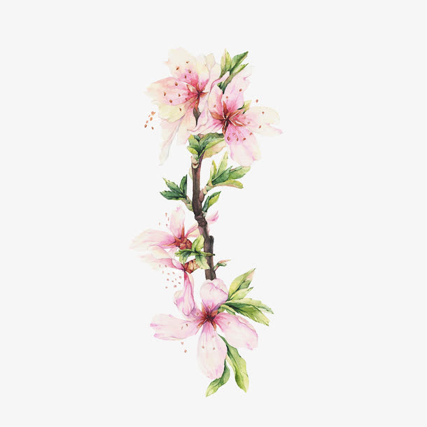 花卉手绘免抠