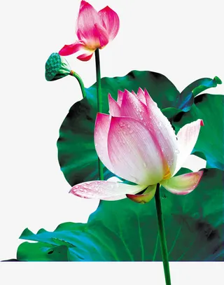 夏季荷花荷叶素材免抠