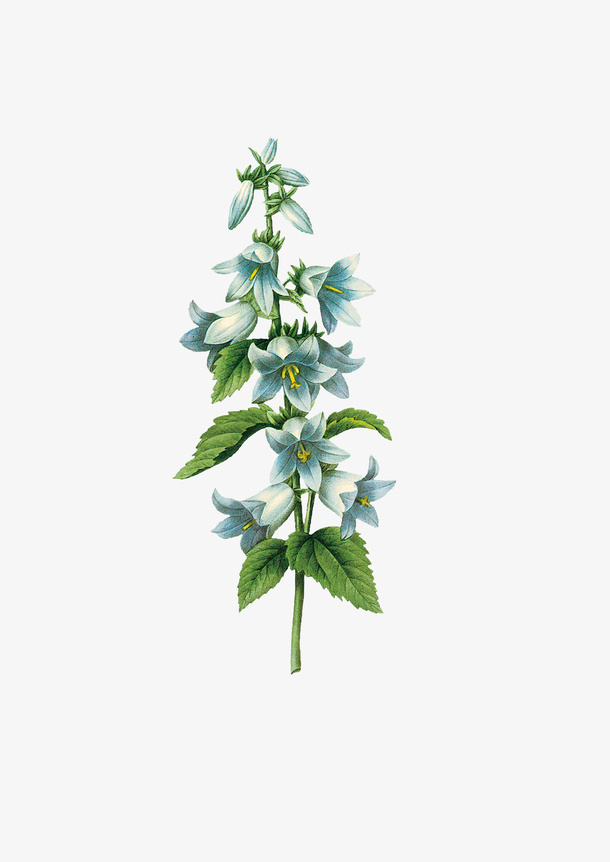 蓝色小花手绘免抠