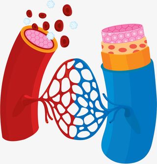 动静脉血管血红细胞免抠