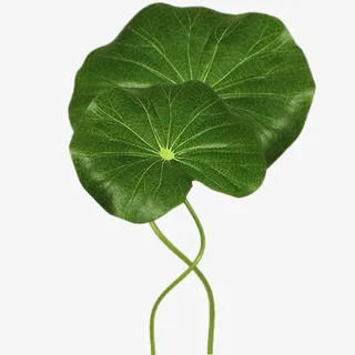 鲜花花草手绘花草素材免抠