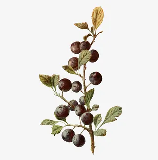 植物上的果实免抠