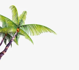 椰树免抠