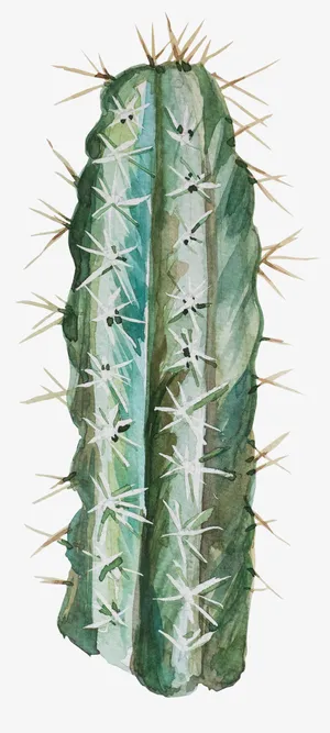 手绘仙人掌免抠